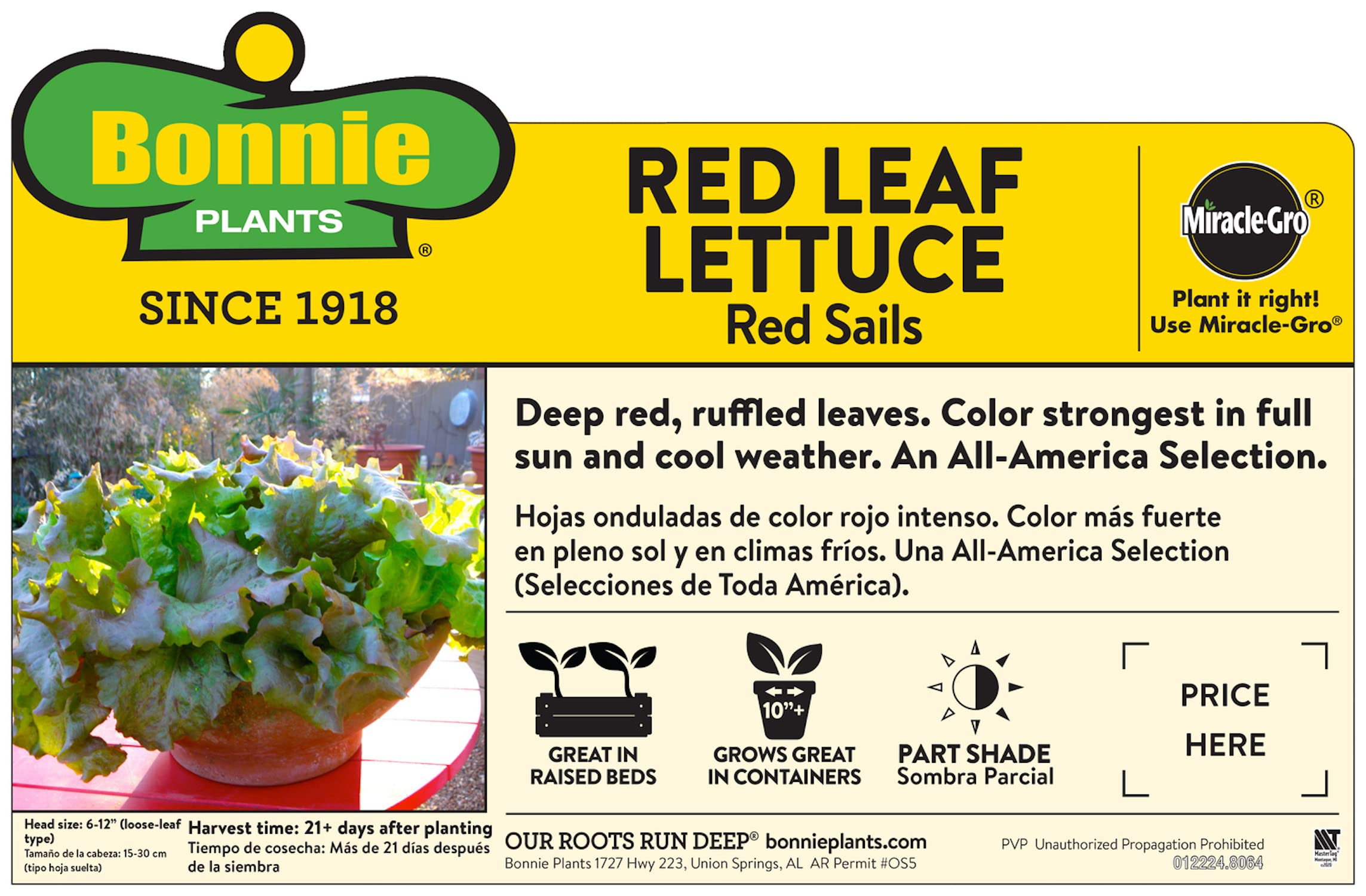 Bonnie Plants Red Sails head maturation reveals red-bronze color for vibrant salads