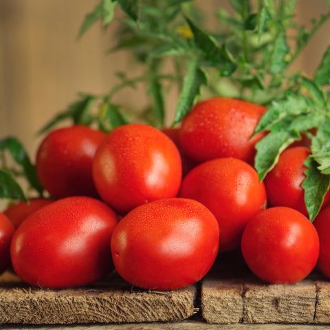 Bonnie Plants Roma tomato plug with stake support keeping vines organized.
