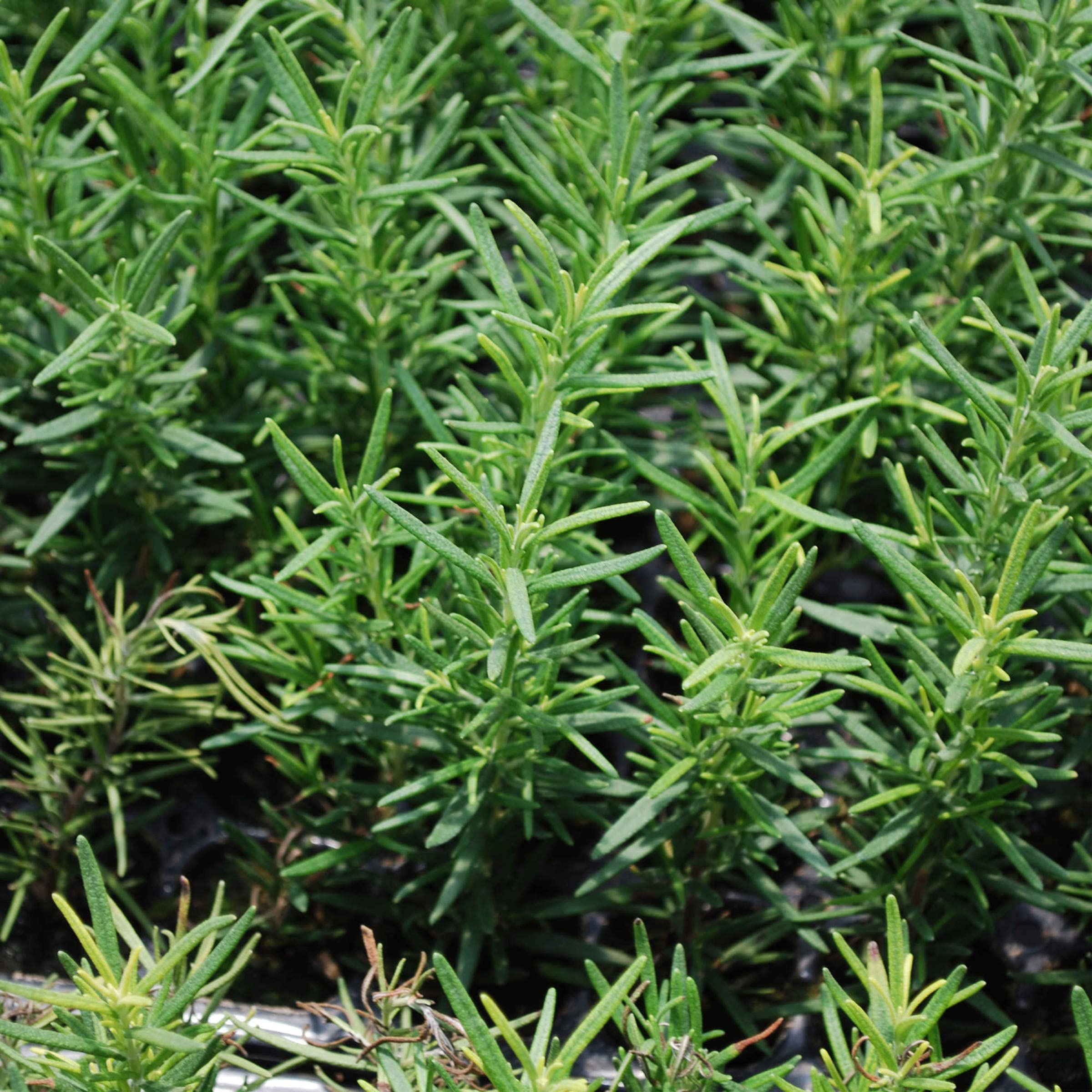 Bonnie Plants rosemary blue blooms add ornamental flair