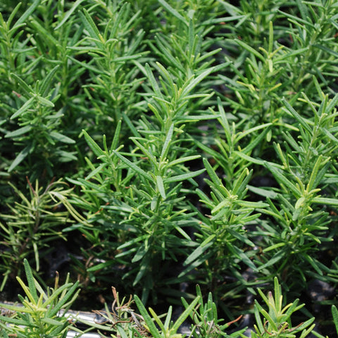 Bonnie Plants rosemary blue blooms add ornamental flair