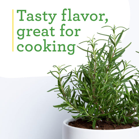 Bonnie Plants rosemary evergreen shrub for borders and containers