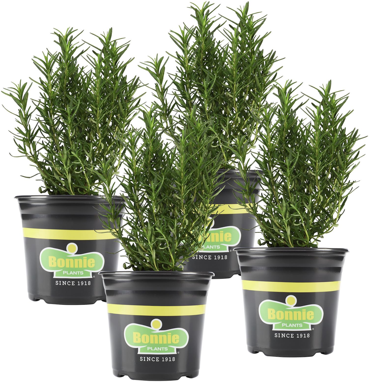Bonnie Plants rosemary live 4-pack in pot for herb gardens