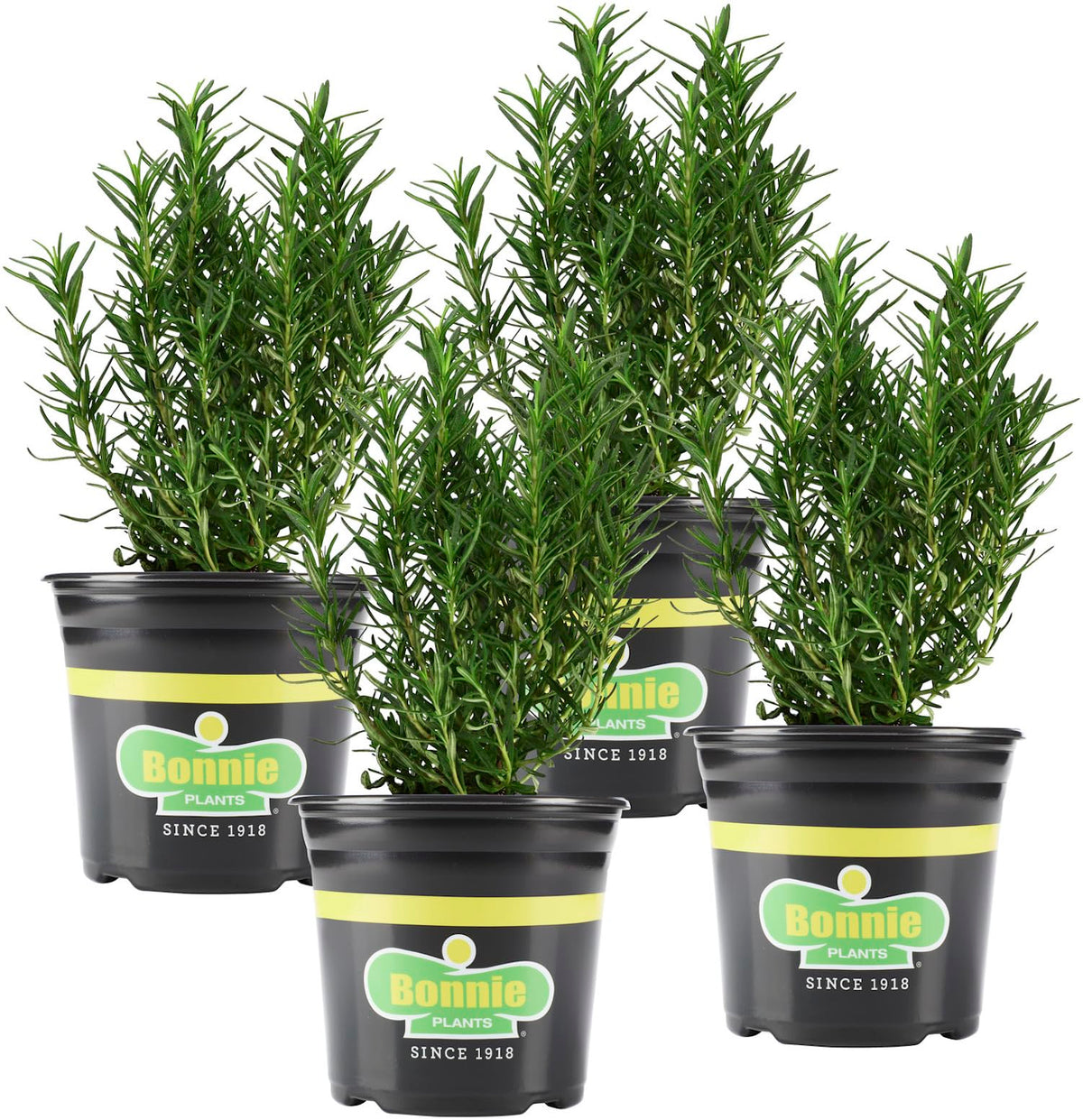 Bonnie Plants rosemary live 4-pack in pot for herb gardens