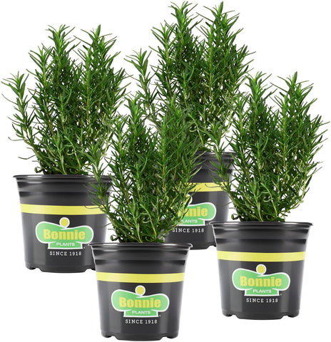Bonnie Plants rosemary live 4-pack in pot for herb gardens
