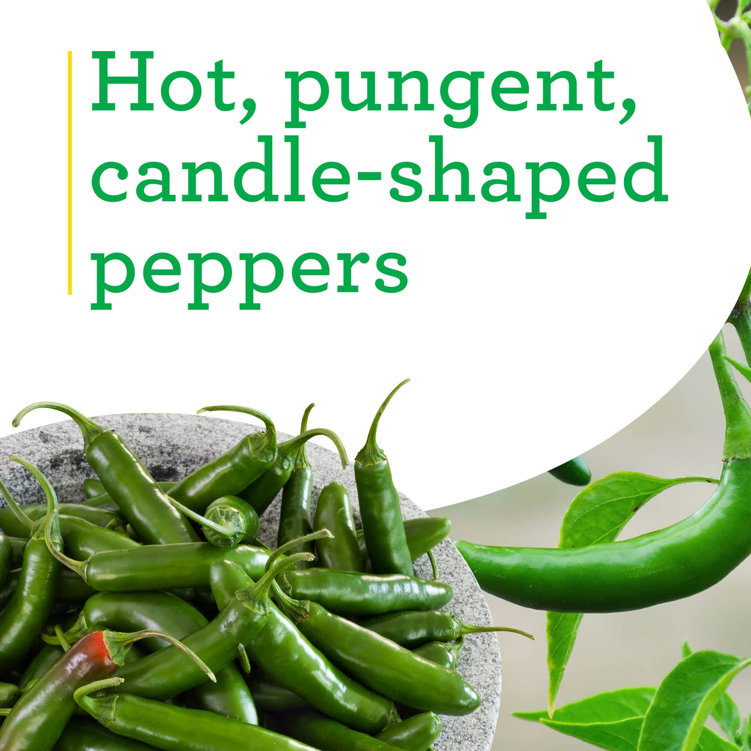 Close-up of Bonnie Plants Serrano pepper fruits.