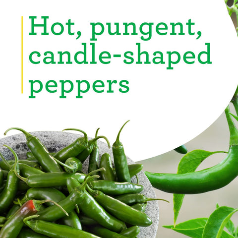 Close-up of Bonnie Plants Serrano pepper fruits.