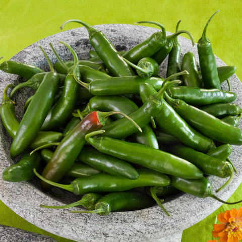 Bonnie Plants Serrano pepper plant bearing green fruit.