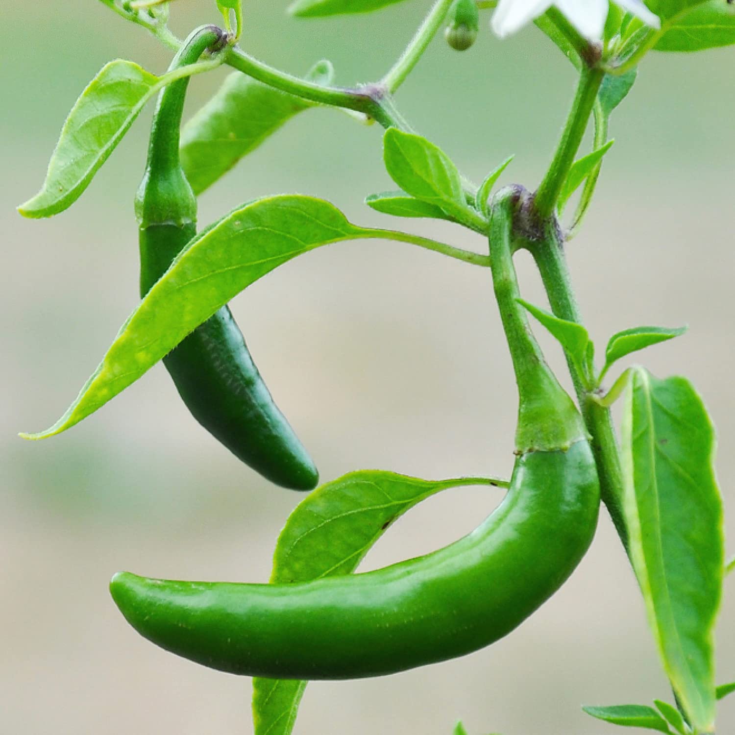 Bonnie Plants Serrano peppers turning red on the plant.