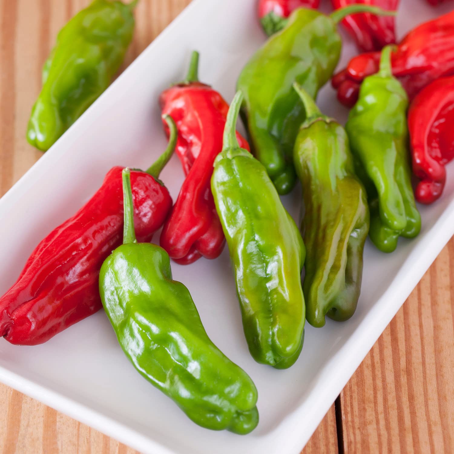 Bonnie Plants Shishito Pepper 4-pack in a container-ready setup.