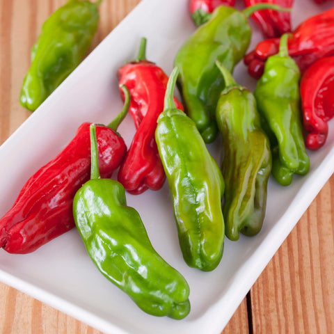 Bonnie Plants Shishito Pepper 4-pack in a container-ready setup.