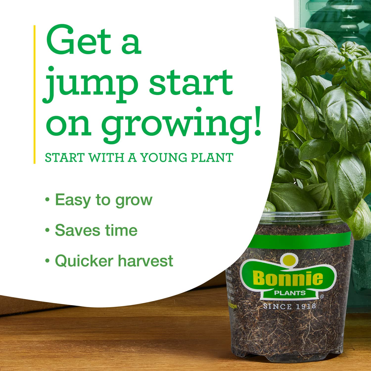 Bonnie Plants Shishito Pepper compact plant suitable for pots.