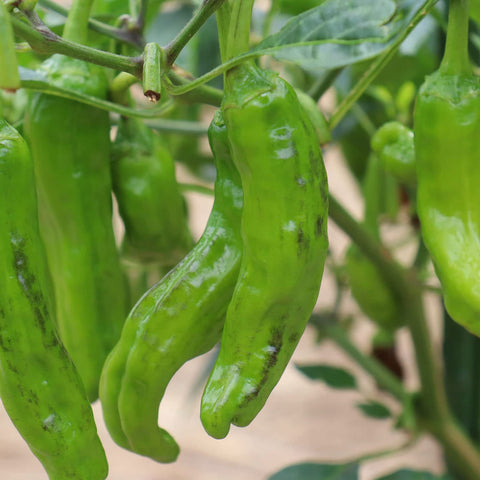 Bonnie Plants Shishito Pepper green fruits on the plant, ready for harvest.