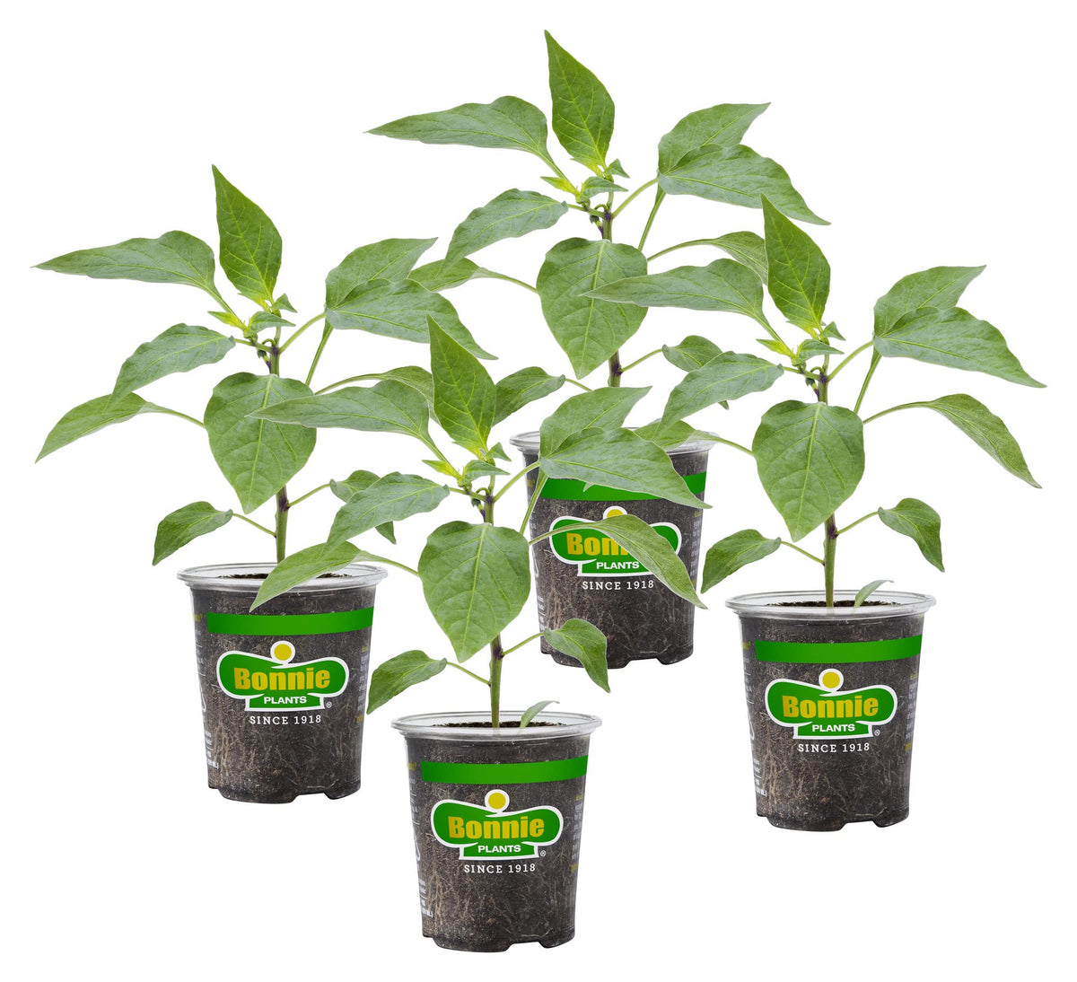 Bonnie Plants Shishito Pepper plant close-up highlighting compact growth ideal for containers.