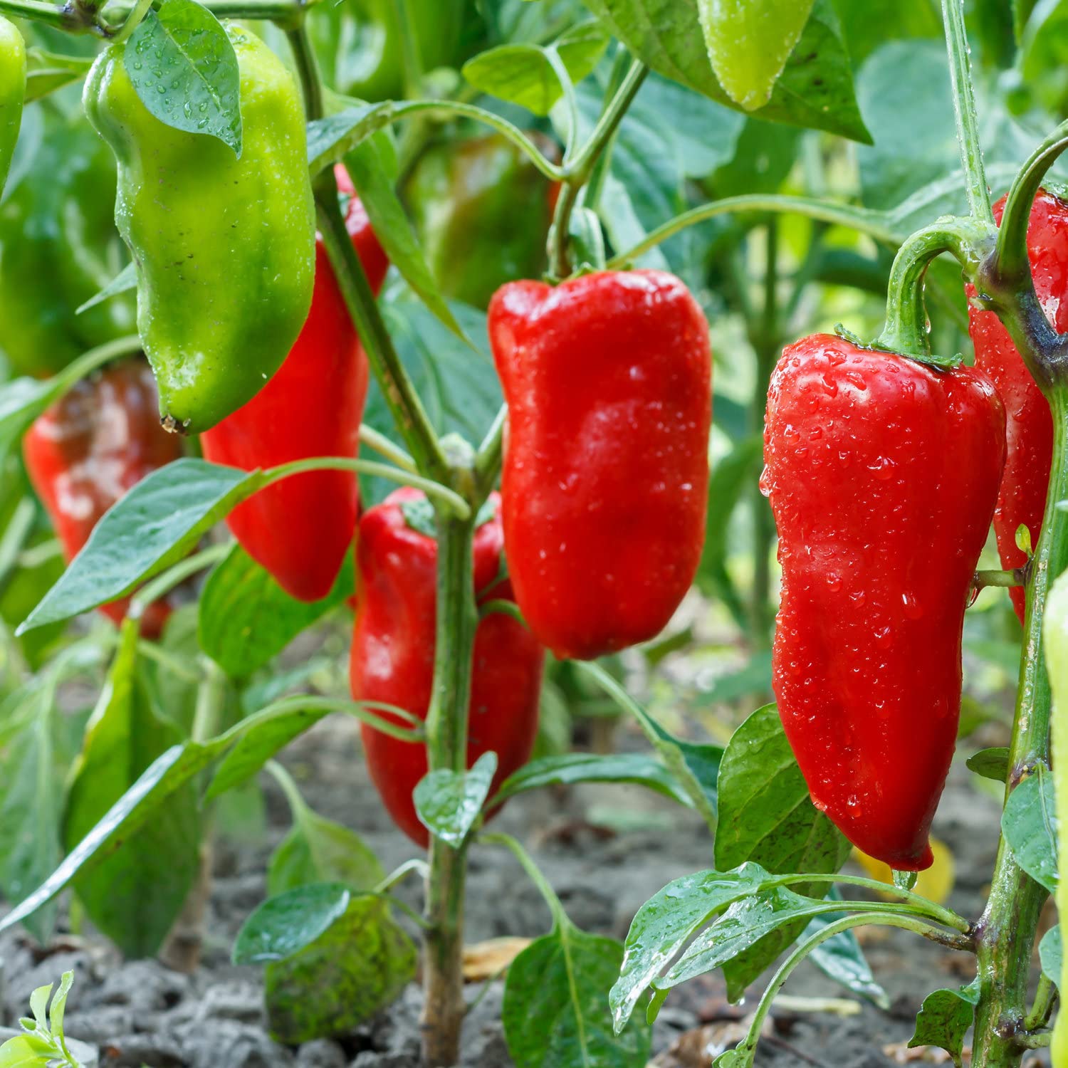 Bonnie Plants Snacking Red Pepper color progression green-yellow-orange.