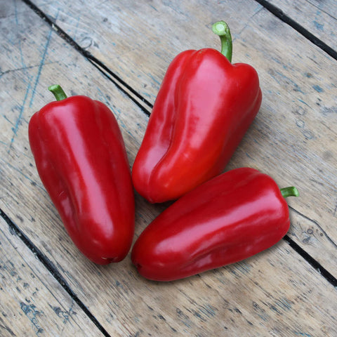 Bonnie Plants Snacking Red Pepper fruit close-up green-to-yellow transition.