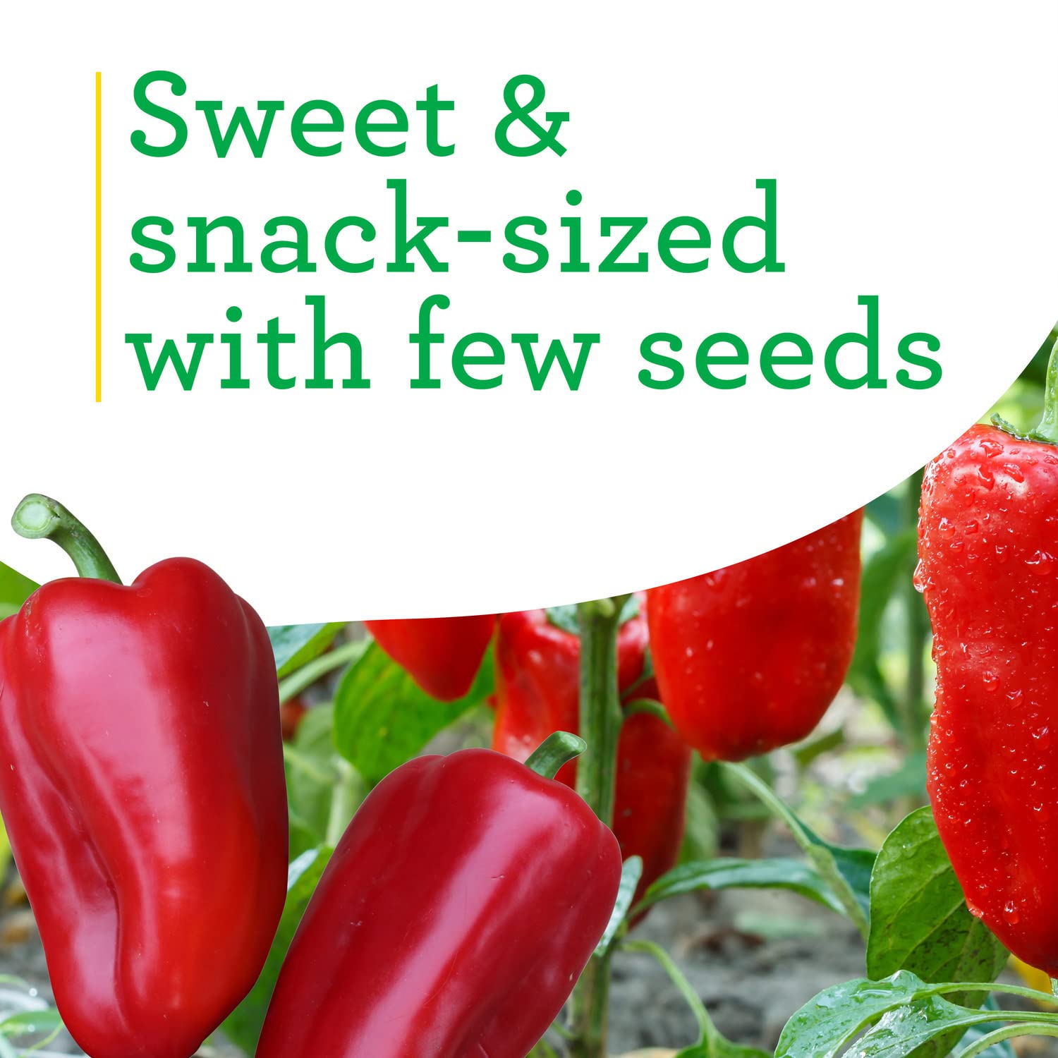 Bonnie Plants Snacking Red Pepper harvest-ready peppers for quick snacking.