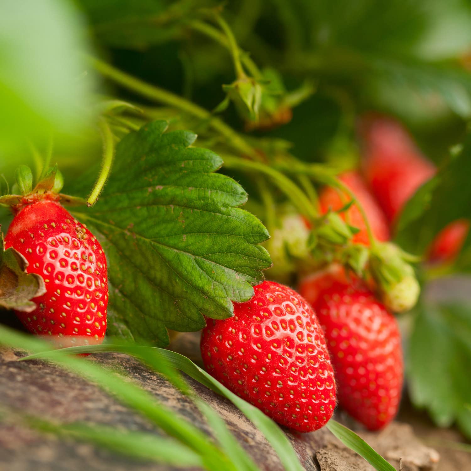 Bonnie Plants strawberry flowers in bloom add beauty and pollinator-friendly appeal.