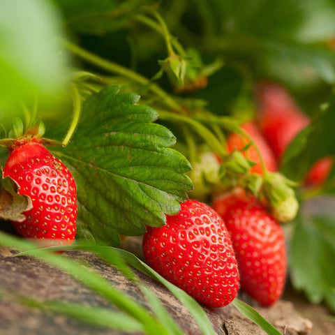 Bonnie Plants strawberry flowers in bloom add beauty and pollinator-friendly appeal.