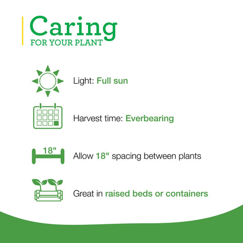 Bonnie Plants strawberry in a sunny patio pot for easy growing.