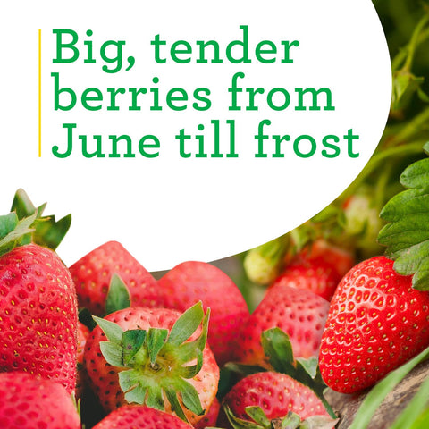 Bonnie Plants strawberry leaves and foliage vibrant in garden containers.