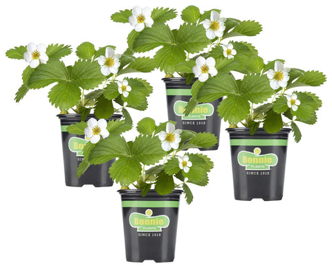Bonnie Plants strawberry live plant 4-pack with lush foliage ready for home harvest.