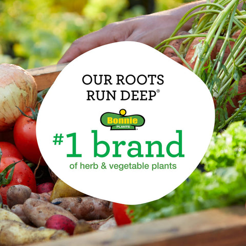 Bonnie Plants strawberry strong stems suitable for small-space gardens.