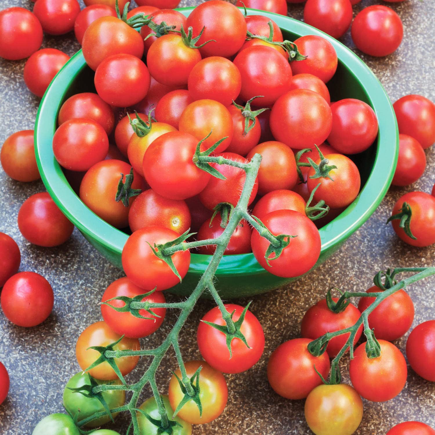 Branching clusters of Super Sweet 100 tomatoes on Bonnie Plants
