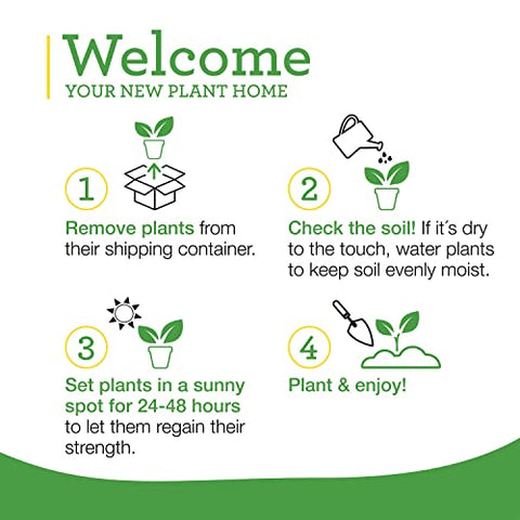 Full sun promotes robust growth and flavorful fruit for Bonnie Plants Super Sweet 100