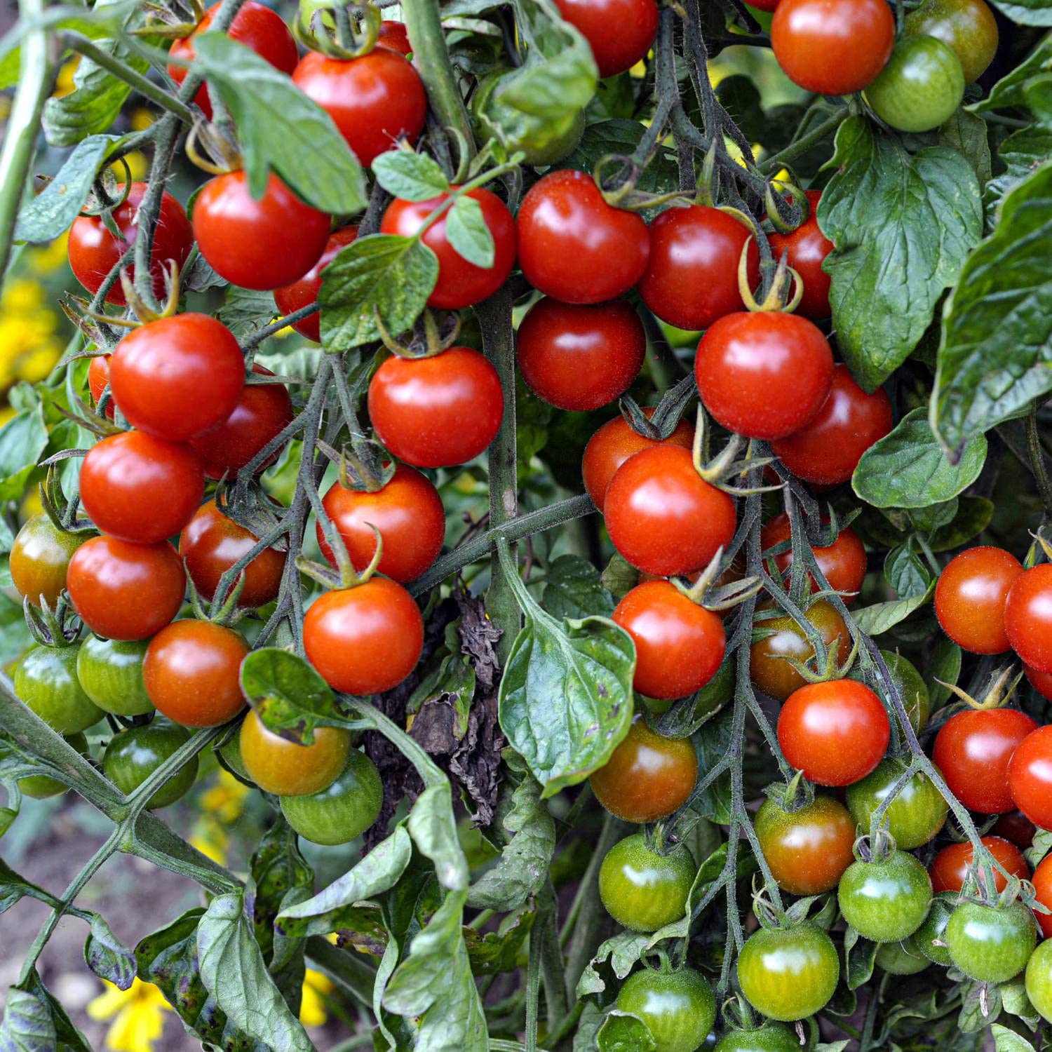 Bonnie Plants Super Sweet 100 tomatoes on the vine, ready to harvest