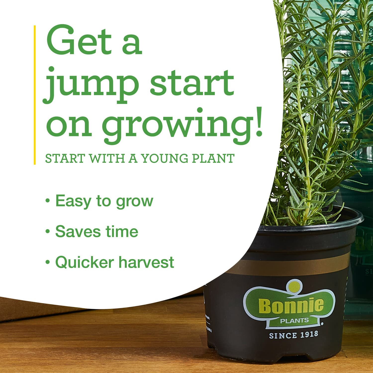 Bonnie Plants Super Sweet 100 thrive in well-drained, compost-enriched soil