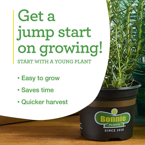 Bonnie Plants Super Sweet 100 thrive in well-drained, compost-enriched soil