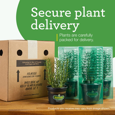 Consistent moisture supports vibrant fruit on Bonnie Plants Super Sweet 100