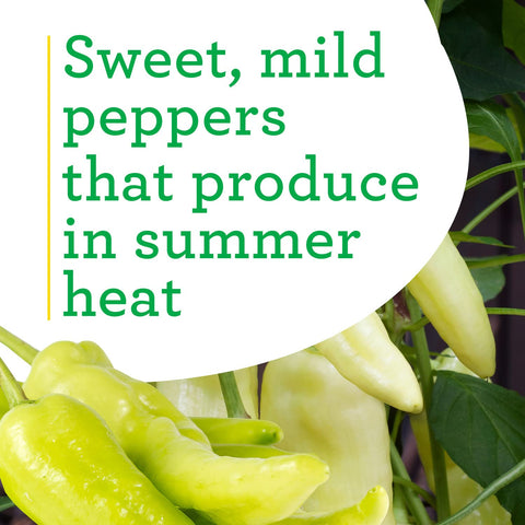 Crimson red mature pepper from Bonnie Plants Banana Pepper for pickling.