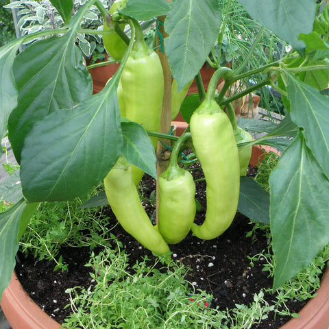 Orange stage banana pepper on Bonnie Plants plant ready for frying prep.