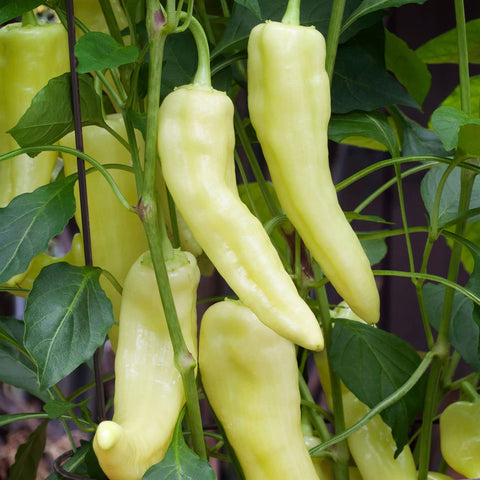Banana pepper fruit yellow stage on Bonnie Plants pepper plant for tasting.