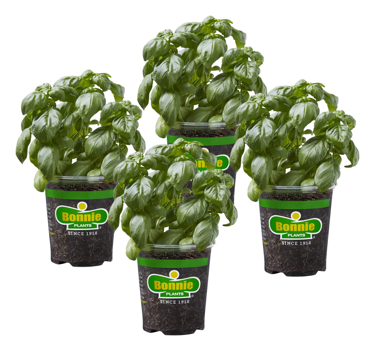 Bonnie Plants Sweet Basil 4-pack package ready for easy home gardening