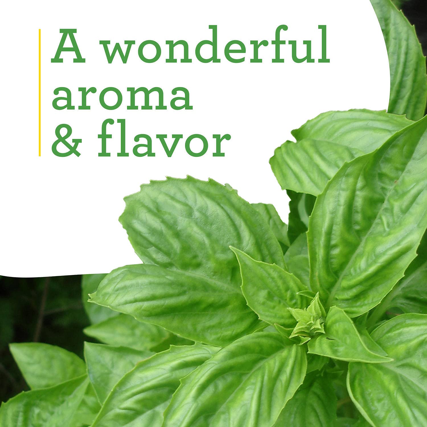 Bonnie Plants Sweet Basil in full sun, thriving growth for abundant harvests