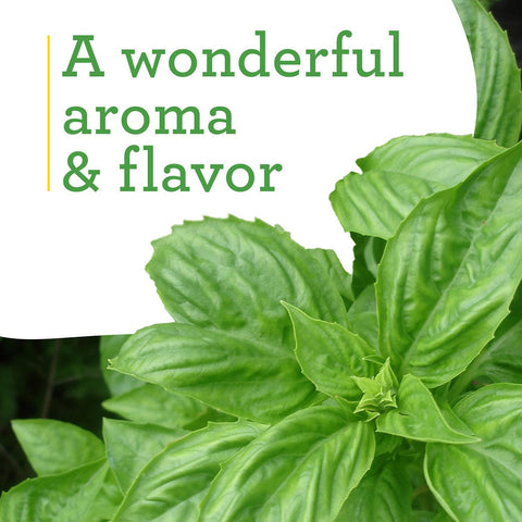 Bonnie Plants Sweet Basil in full sun, thriving growth for abundant harvests