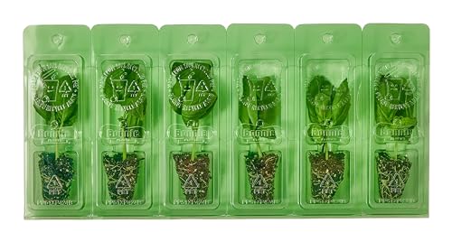 Bonnie Plants Sweet Basil plug ready to thrive in a container with rich soil