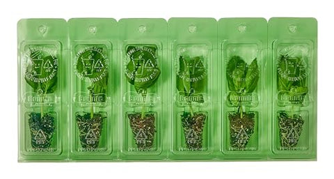 Bonnie Plants Sweet Basil plug ready to thrive in a container with rich soil