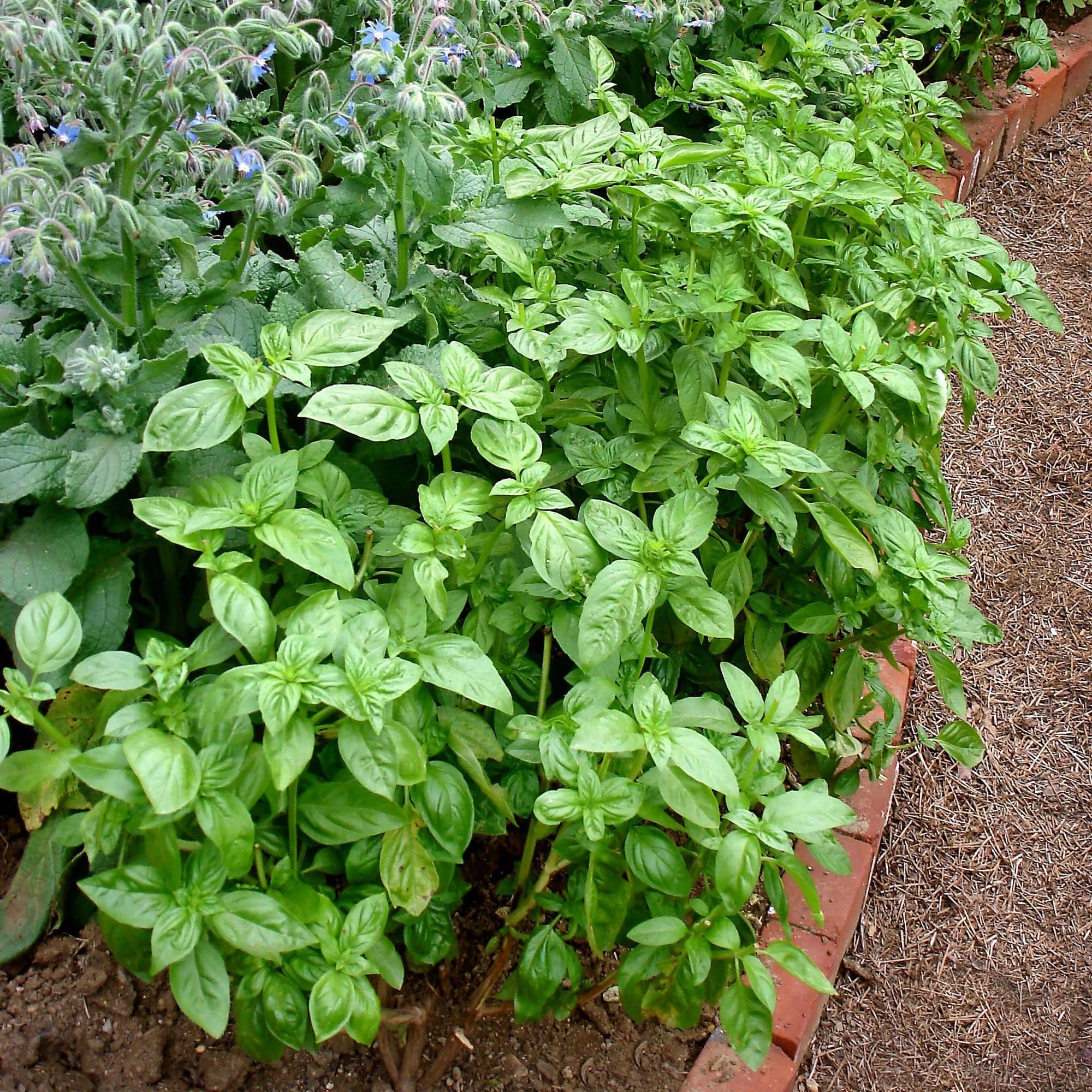 Harvest-ready Bonnie Plants Sweet Basil plug with fragrant leaves