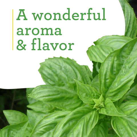 Sweet Basil plug in a pot ready to flavor summer salads