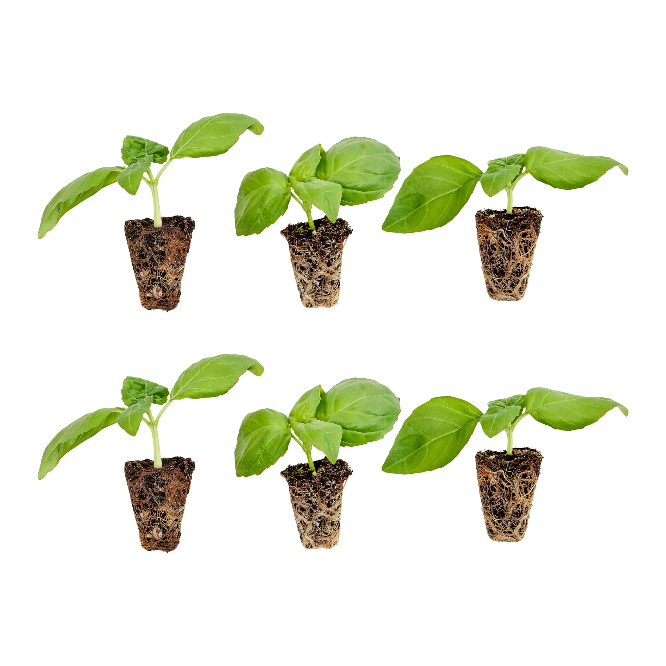 Bonnie Plants Sweet Basil plug plant ready for transplant in a sunlit garden
