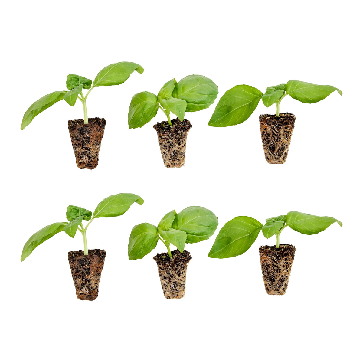 Bonnie Plants Sweet Basil plug plant ready for transplant in a sunlit garden