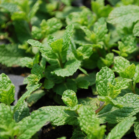 Bonnie Plants Sweet Mint in a pot with sunlight ready for harvesting and use