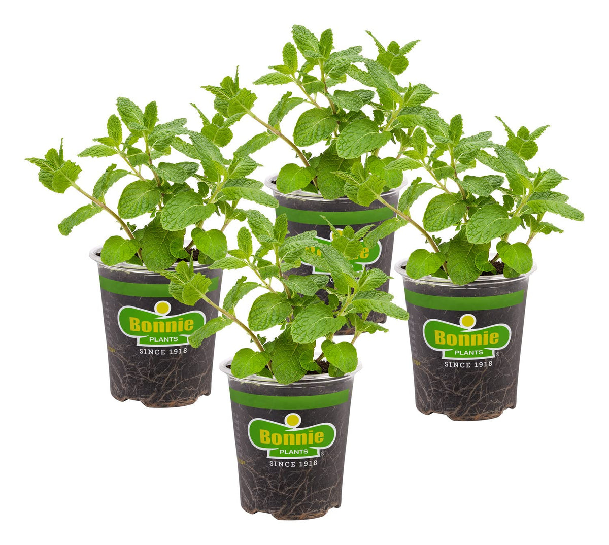 Bonnie Plants Sweet Mint leaf closeup showing rich aroma ideal for teas and garnishes