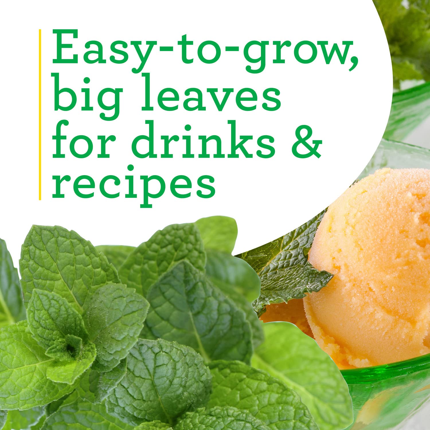 Bonnie Plants Sweet Mint leaves ready for tea and beverage recipes