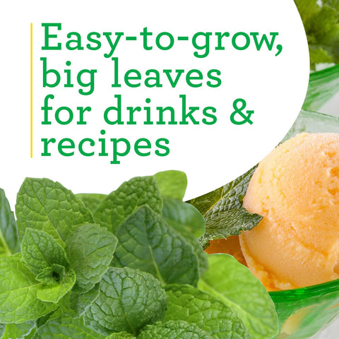 Bonnie Plants Sweet Mint leaves ready for tea and beverage recipes