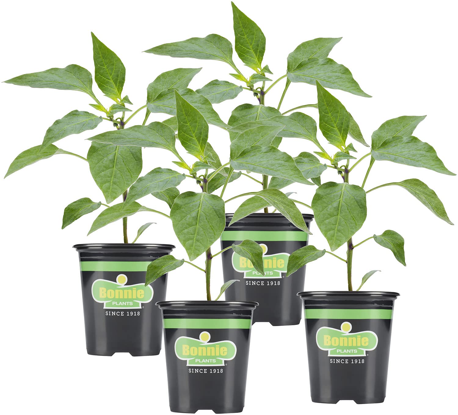 Bonnie Plants Sweet N' Heat pepper kit packaging for home growing