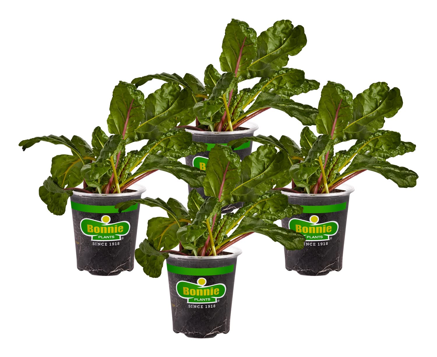 Bonnie Plants Swiss Chard shows a flat wide midrib for easy prep.